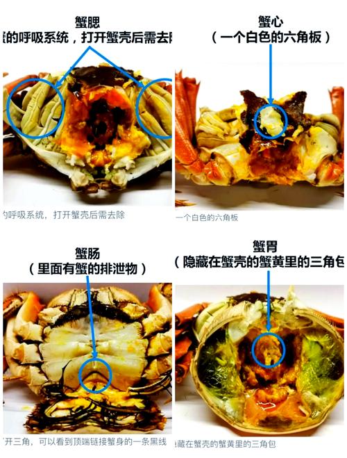 吃螃蟹不能和什么食物一起吃