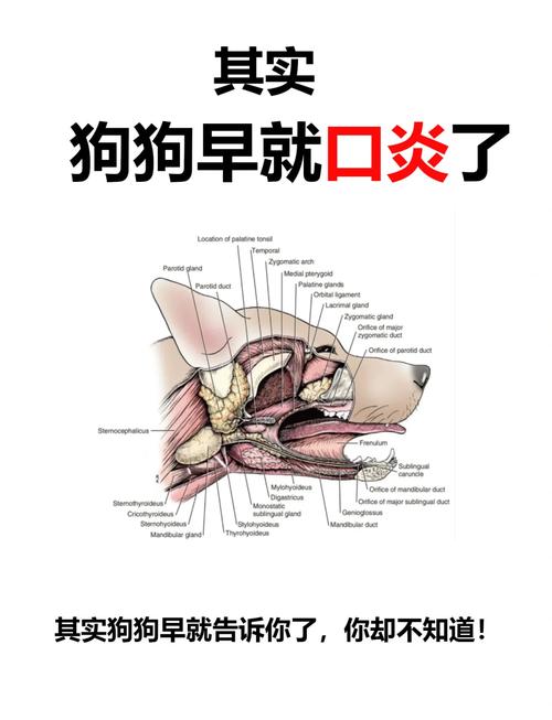 口腔溃疡吃狗舔过的东西会怎样?