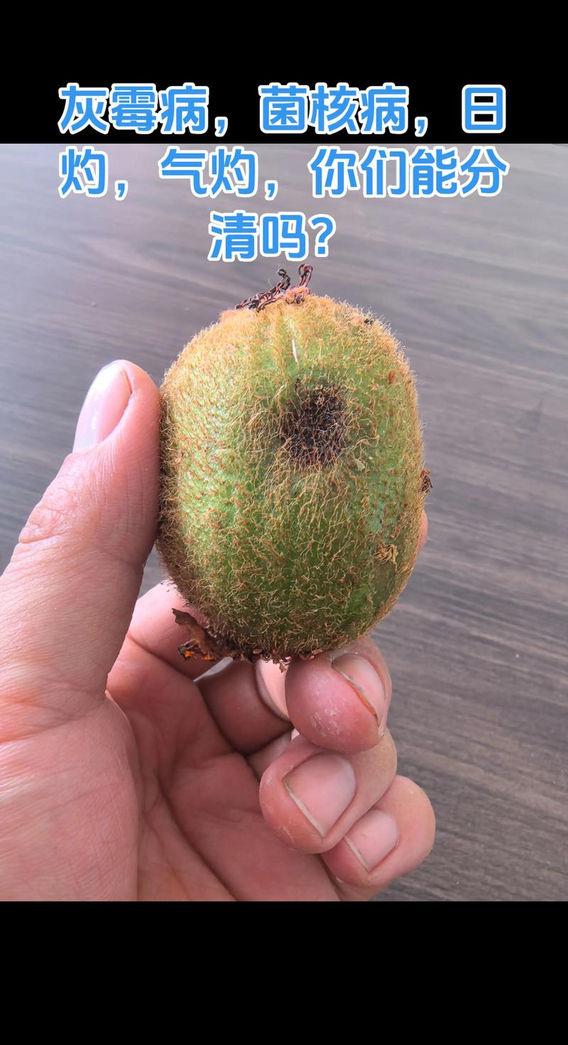 猕猴桃真能治口腔溃疡吗?