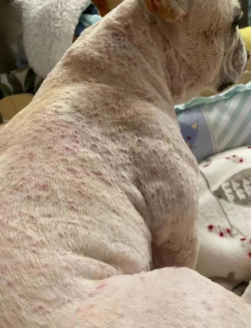 狗狗真菌感染皮肤病图片如何辨别?