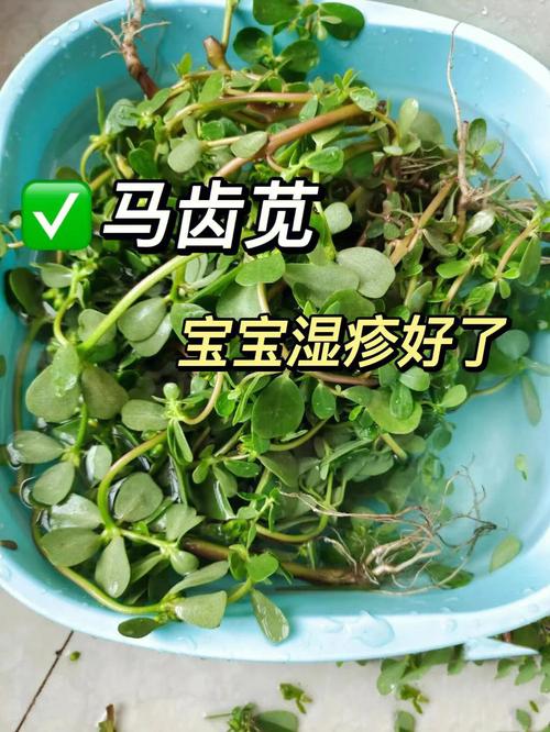 马齿苋泡水真能治皮肤病吗?