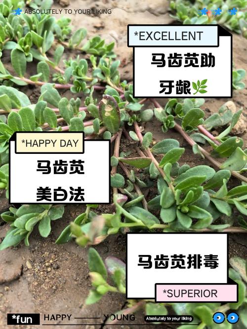 马齿苋泡水真能治皮肤病吗?