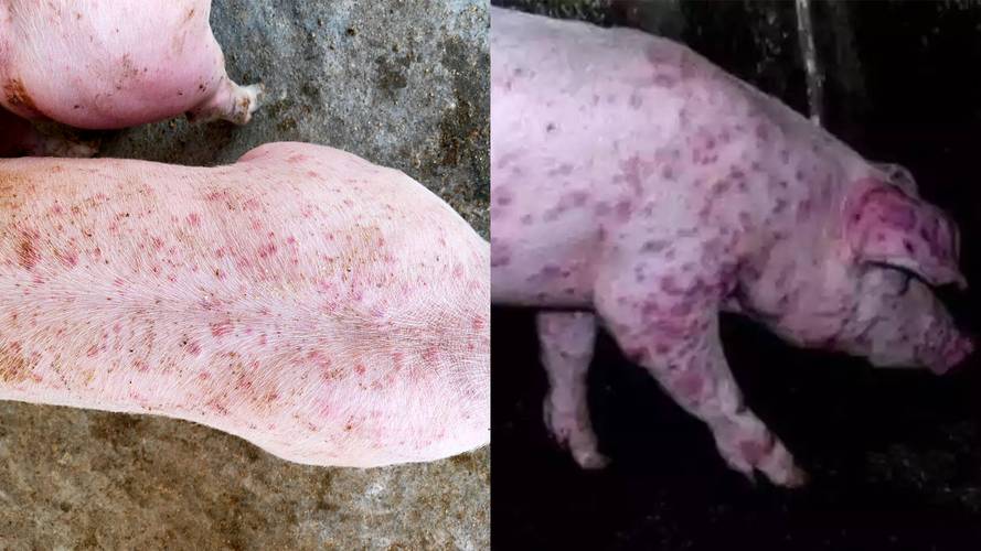猪皮肤病图片大全,如何快速辨别与防治?