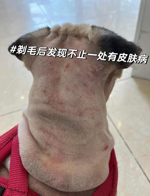 狗狗皮肤病有哪些典型症状?