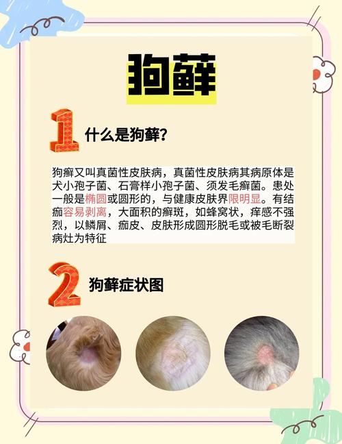 流浪狗皮肤病怎么处理?快速有效方法是什么?