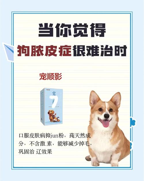 流浪狗皮肤病怎么处理?快速有效方法是什么?