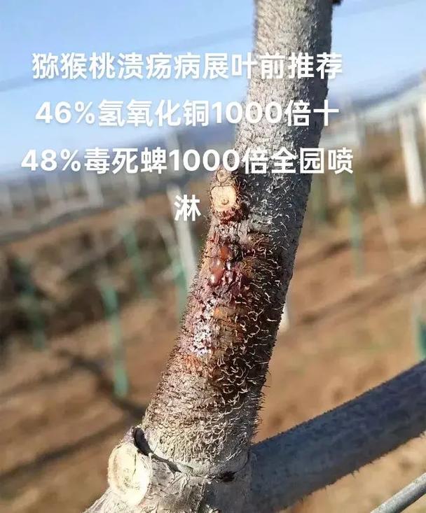 猕猴桃真能治口腔溃疡吗?