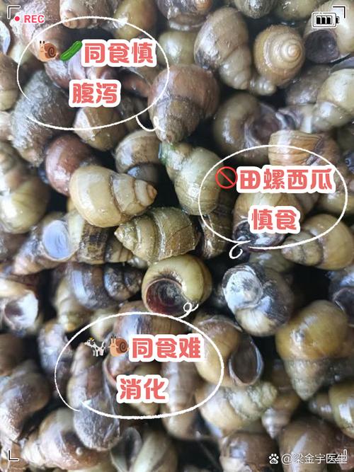 田螺不能与什么食物同吃?