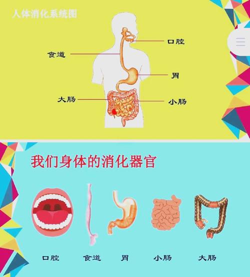 食物如何在人体内被消化吸收成营养?