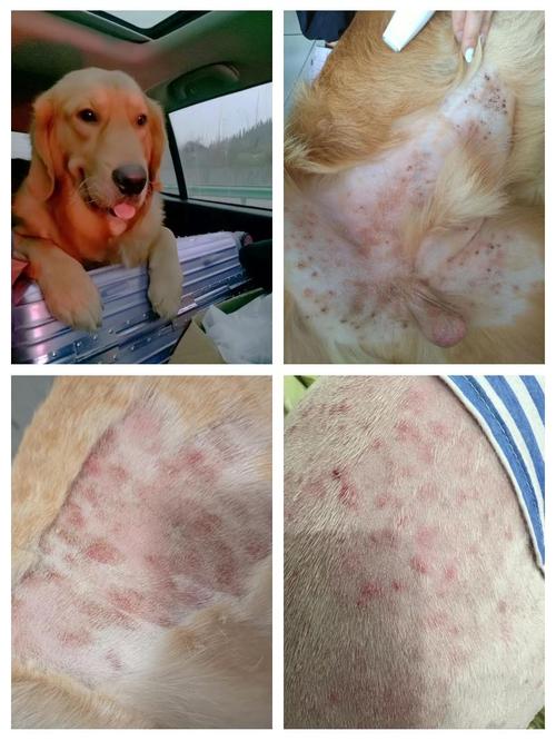 狗狗细菌性皮肤病症状