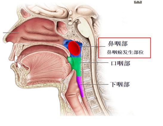 鼻子口腔连接处叫什么?