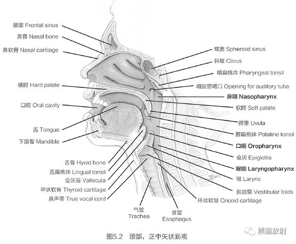 鼻子口腔连接处叫什么?