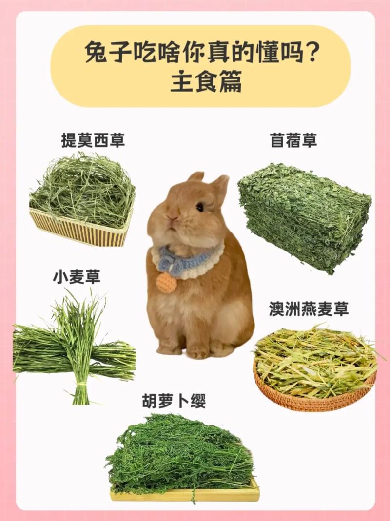 小兔子最爱吃什么食物?