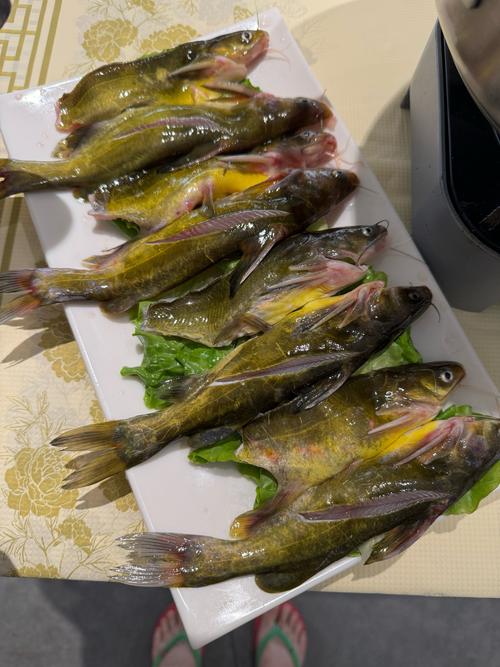 黄骨鱼最爱吃什么食物?