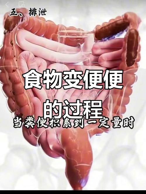 食物消化全程需多久?