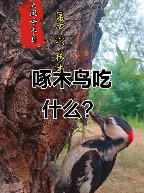 啄木鸟最爱吃什么食物?