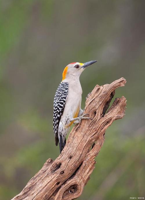 啄木鸟最爱吃什么食物?