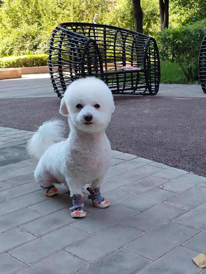 比熊皮肤颜色有哪些?