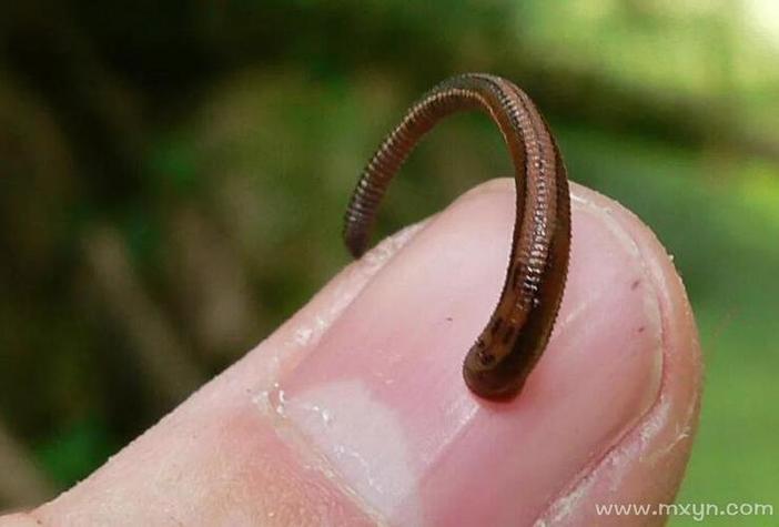 孕妇梦见虫子钻进皮肤是何征兆?