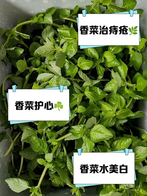 皮肤过敏能吃香菜吗?