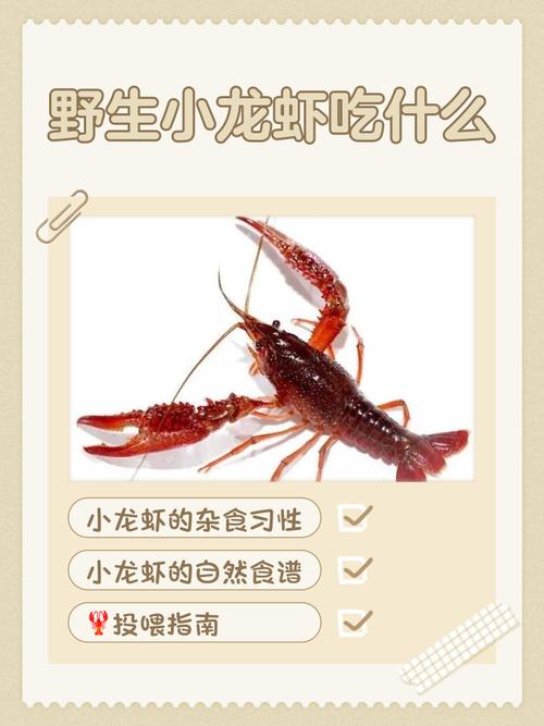 吃小龙虾后吃什么食物