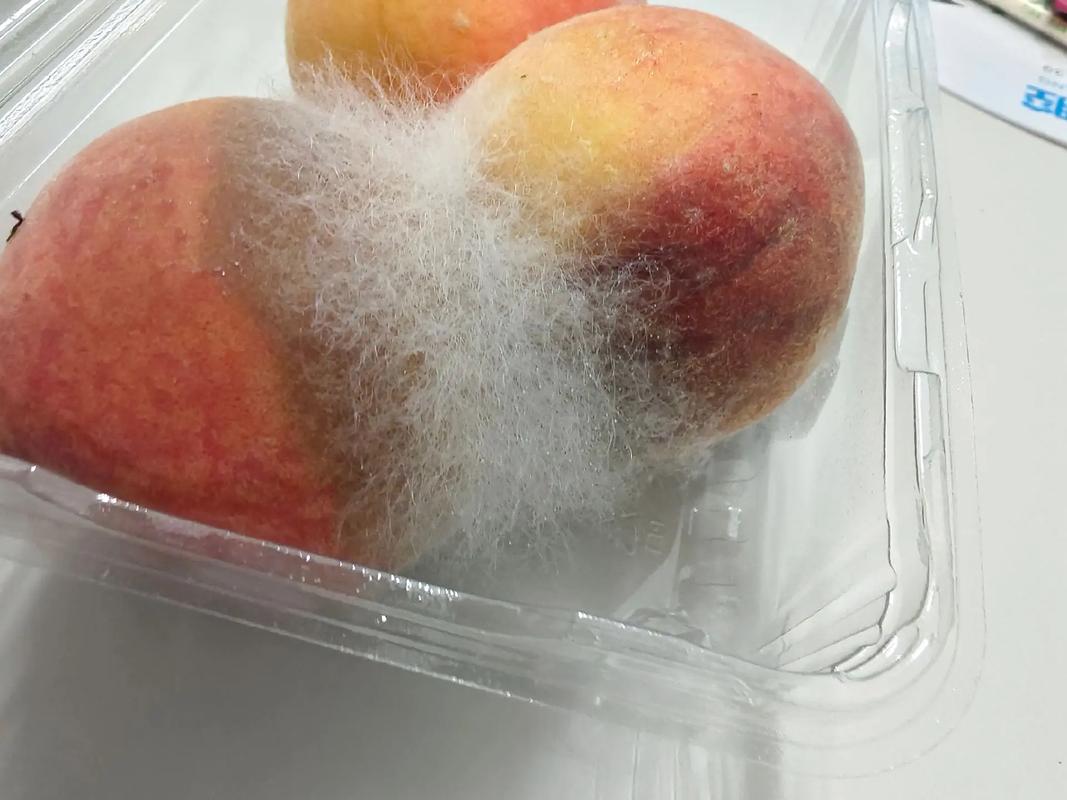 食物长白毛还能吃吗?