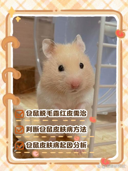 仓鼠得了皮肤病怎么办