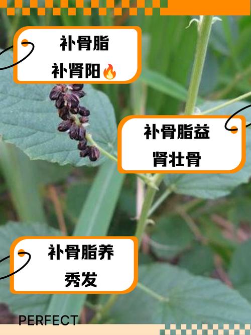 哪些食物含补骨脂素?