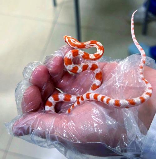 刚出生小蛇第一餐该吃啥?