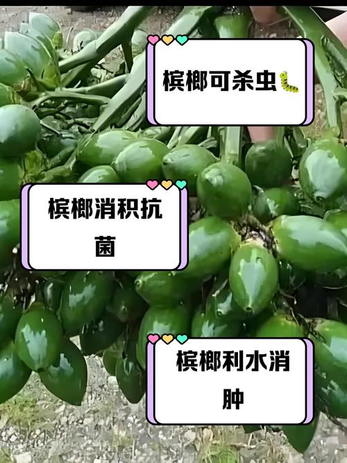 槟榔算刺激性食物吗?
