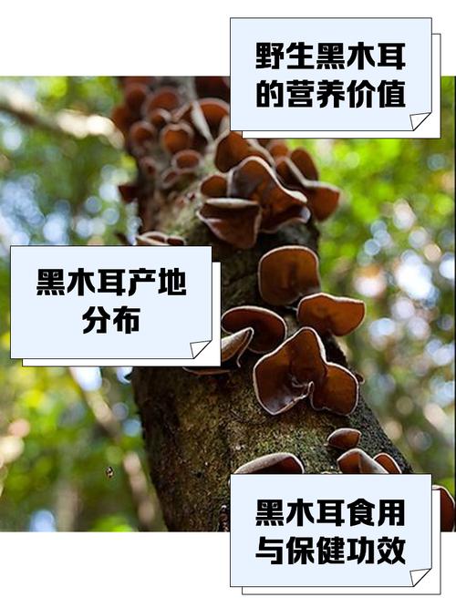 皮肤过敏能吃木耳吗?