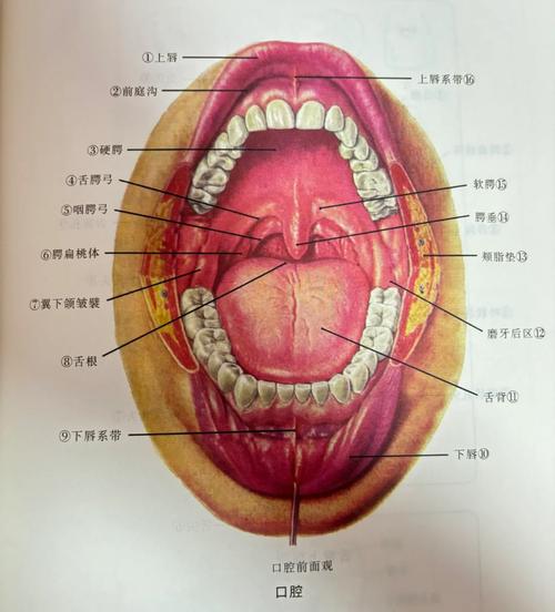 正常人的口腔两侧图片